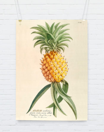ananas_hangingposter