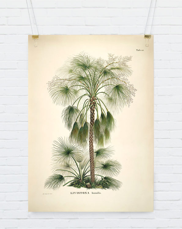 Livistona Humilis. Botanical Palm Print