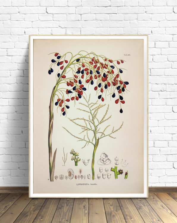 livistona-humilis_posteronthewallfloor