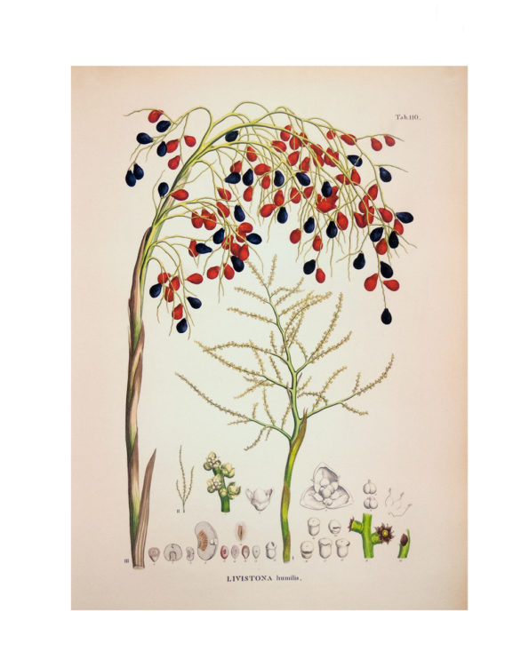 livistona-humilis_print