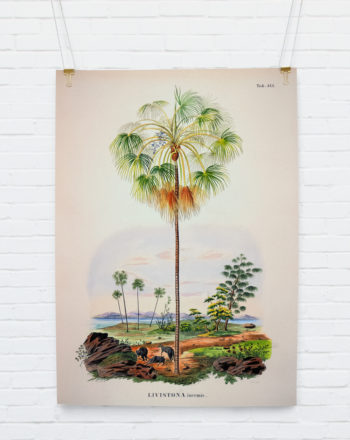 livistona-inermis_hangingposter