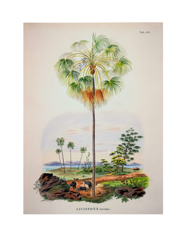 livistona-inermis_print