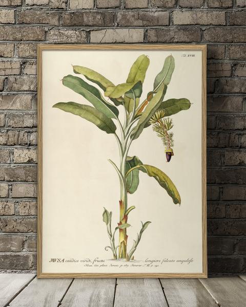 Botanical Musa Plant Print