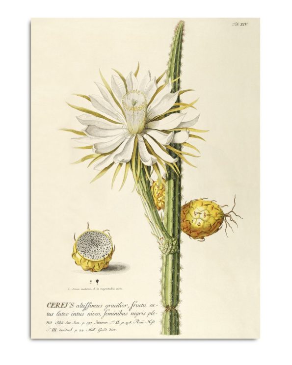 Cereus Botanical Print