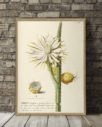 Cereus Botanical Print