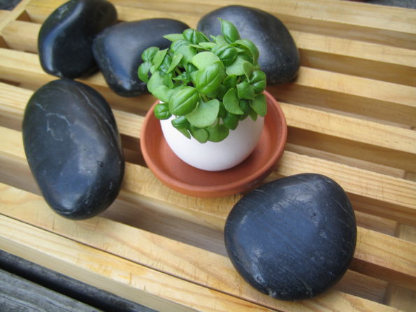 ‘Eggling Crack and Grow’- Basil